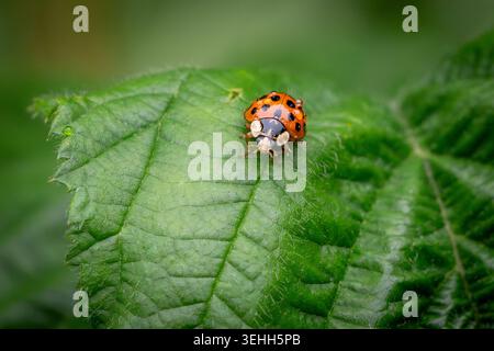 A bright orange ladybug rests on a textured green leaf, captured in stunning macro detail with a soft, blurred natural background. Stock Photo