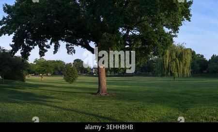 A large mature shade tree casts long morning shadows across a wide green grassy field near a weeping willow in Baker Park, Frederick, Maryland, under Stock Photo