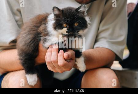 Close up of a cute fluffy domestic kitten held in hands of a caucasian 30 years old young russian man outdoors Stock Photo