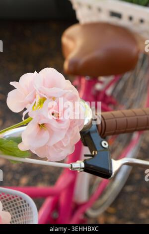 Close-up view of soft pink geranium flowers attached to the handlebars of a vintage pink bicycle with a leather seat. Stock Photo