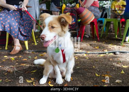 A brown and white border collie cross dog sitting on the ground wearing a leash and harness among crowds at an outdoor market. Stock Photo