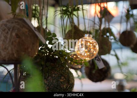 Close-up view of a clear glass ornament filled with glowing fairy string lights hanging among ornamental green plant kokedama moss balls at a market. Stock Photo