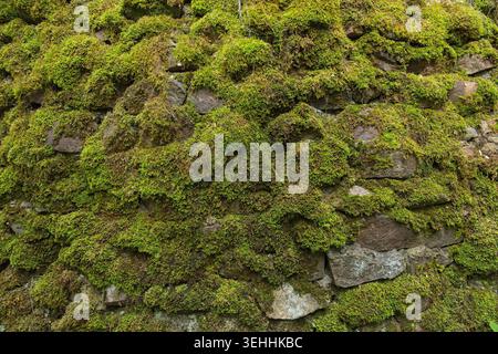 Close-up of dry stone wall heavily covered in lush green moss and lichens, Saaremaa, Estonia, Europe. Stock Photo