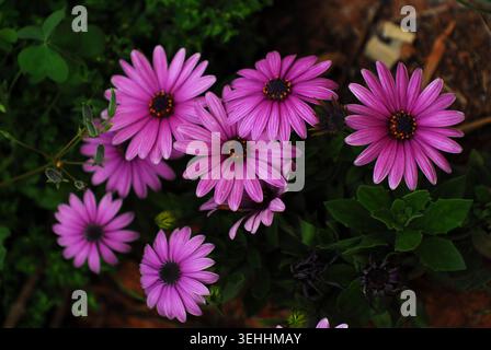 Group of vibrant purple African daisies (Osteospermum) in full bloom, showcasing their deep purple petals and dark centers against lush green foliage. Stock Photo
