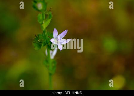 Venus's looking glass (Triodanis perfoliata) flowers. Campanulaceae annual. It blooms in early summer with five bluish-purple petals. Stock Photo