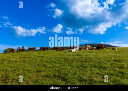 Grazing mother cows with calves in a meadow near Titisee in the Black Forest, Baden-Wuerttemberg, Germany. Stock Photo