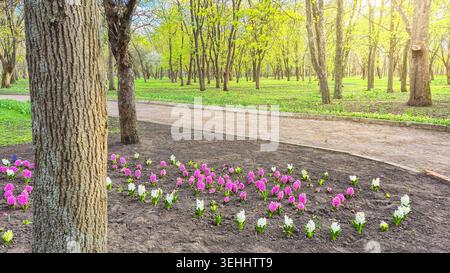 A tranquil park scene unfolds with vibrant pink and white hyacinths blooming in the foreground, set against a backdrop of lush green trees bathed in w Stock Photo