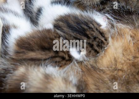 Sleeping newborn kittens cuddling together in soft mother fur close view Stock Photo