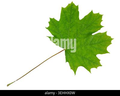 Green Maple Leaf Isolated on Black Background Stock Photo