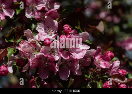 Close‑up of pink apple blossoms in soft natural sunlight with shallow depth of field. Editorial use. Stock Photo
