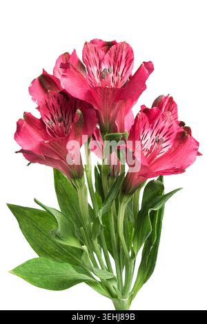 Pink alstroemeria flowers with green leaves closeup isolated over white Stock Photo