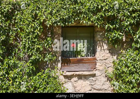 Stone wall covered with green plants. Window with geranium Stock Photo