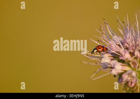 Asian lady beetle perched on a pink wildflower against a smooth golden background Stock Photo
