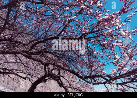 View of blossoming cherry trees with pink flowers on dark branches against a clear blue sky and rocky mountain slopes in Gilgit-Baltistan, Pakistan. Stock Photo