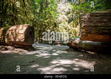 Sunlit Forest Trail Framed by Two Massive Fallen Logs in Mossy O Stock Photo