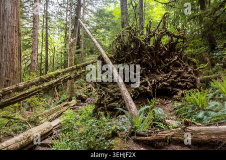 Moss-Covered Tree Roots and Fallen Logs in an Old Growth Rainfor Stock Photo