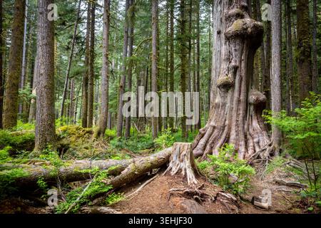 Ancient Mossy Forest With Giant Cedar Stump and Fallen Logs Stock Photo