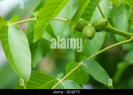 Close up of unripe green walnuts with fuzzy skin growing on a tree branch surrounded by lush green leaves in springtime. Commercial organic farming an Stock Photo