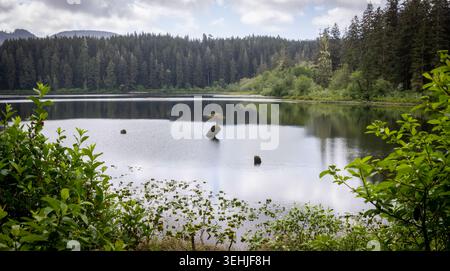 Small Lone Tree Growing on a Rock in a Tranquil Forest Lake Shor Stock Photo