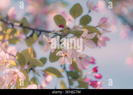Soft focus close up of blooming blossom branches against blue sky. Stock Photo