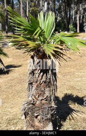 Vertical close-up of a small young fan palm tree showing textured trunk and green fronds in a park Stock Photo