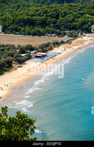 Vieste - Apulia - Italy - 08-29-2025: Elevated view of a sandy beach with turquoise sea, small surf lines, rows of umbrellas and loungers, and dense pine forest inland. Stock Photo