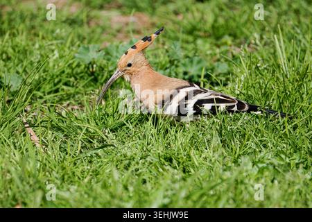 Eurasian hoopoe Upupa epops resting on green grass in sunlight, showing orange crest and black-and-white striped wings, natural wildlife outdoor scene Stock Photo