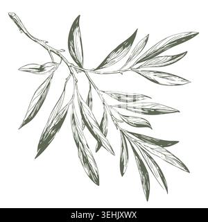 A sprig of olive or bamboo with leaves, a hand-drawn sketch. Vector illustration. A branch of eucalyptus, isolated on white background. Subjects of cu Stock Vector