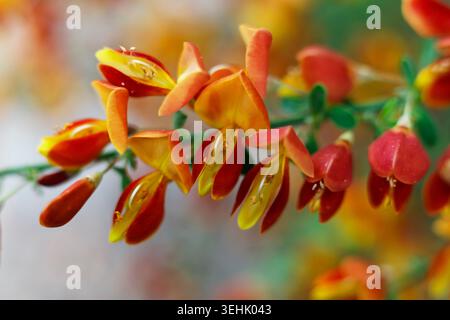 Close-up of vibrant red and orange Scotch broom (Cytisus 'Lena') flowers blooming on a stem in spring, shallow depth of field selective focus Stock Photo