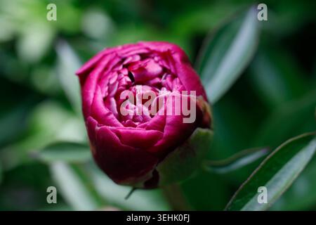 Close up of a vibrant magenta pink peony flower bud (Paeonia lactiflora) in the marshmallow growth stage beginning to open against a soft-focus green Stock Photo