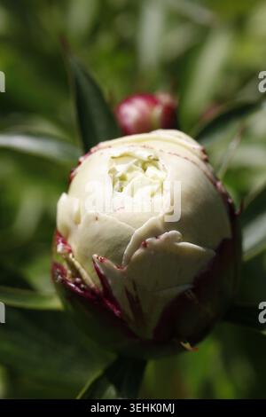 Macro Shot of a Closed Herbaceous Peony Flower Bud covered in Sweet Nectar Water Droplets on a Soft Blurred Green Foliage Background Stock Photo