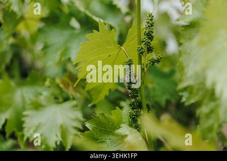 Close view of growing grapevine with young clusters and fresh leaves. Concept of agriculture organic farming and seasonal vineyard growth. Stock Photo
