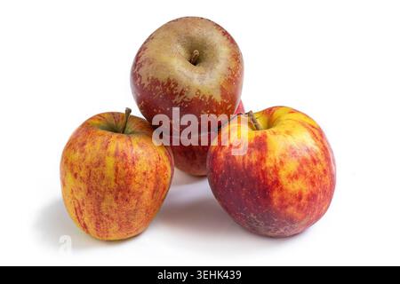 Four apples (Malus domestica) with red and yellow skin are stacked on a white background. Stock Photo