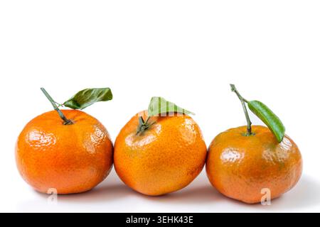 Three mandarin oranges (Citrus reticulata) with attached stems and green leaves are positioned in a row against a white background. Stock Photo