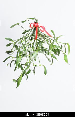 Viscum album. Mistletoe with berries isolated on white background. Cut out UK Stock Photo