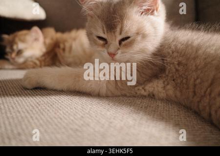 A fluffy cream colored British Shorthair kitten resting peacefully Stock Photo