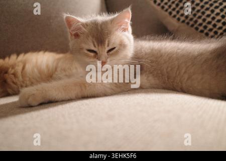 A fluffy cream colored British Shorthair kitten resting peacefully Stock Photo