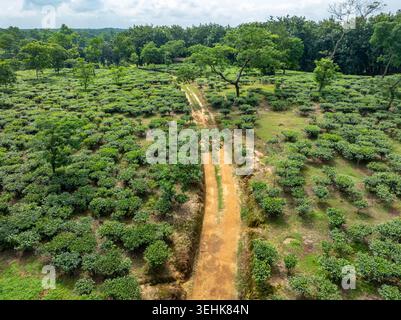 Aerial view of lush green tea gardens with a winding dirt path and dense tropical trees under a cloudy sky Sreemangal, Sylhet Division, Bangladesh. Stock Photo