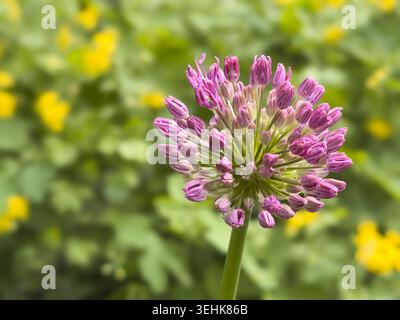 Close up of a purple allium flower head with many small blossoms in garden setting. Stock Photo