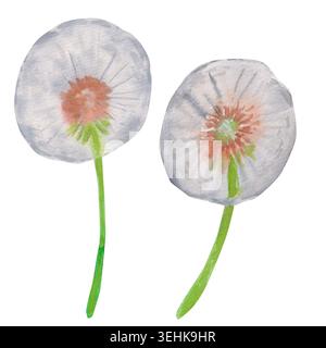 Watercolor illustration of two mature dandelion seed heads on curved green stems, front and back view isolated on white background. Hand painted botan Stock Photo