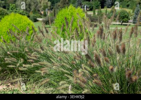 Steppe grasses in a flowerbed in a park. Close up. Stock Photo