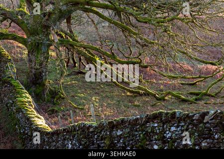 moss covered tree and drystone wall in low winter sun Stock Photo