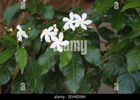 bouquet of tiny white five petal flowers against large, shiny dark green leaves in shade (macro, close-up, tropical) Stock Photo