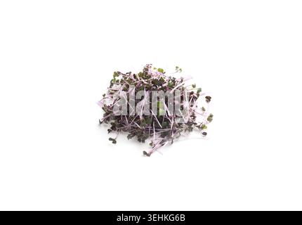 Dark purple fresh microgreens isolated on white Stock Photo