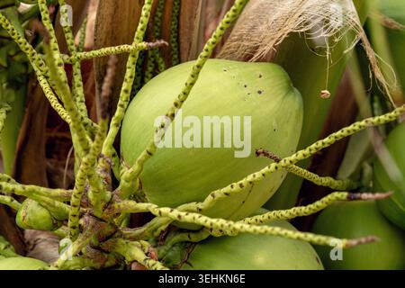 Green coconuts are seen growing on a palm tree, surrounded by long stems and leaves in a lush tropical setting Stock Photo