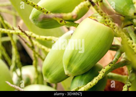 Green coconuts are seen growing on palm tree branches in a tropical garden, surrounded by lush foliage and a soft-focus background Stock Photo