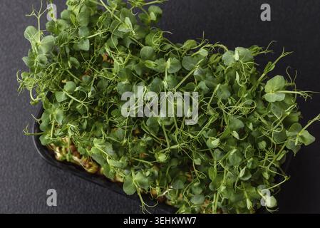Food, Young fresh green pea microgreen sprouts in plastic box on dark concrete background Stock Photo