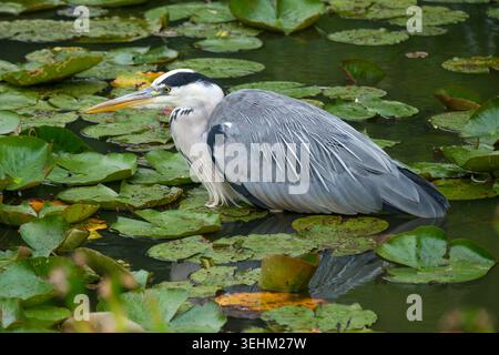 Grey heron, Ardea cinerea, long-legged, grey-backed, wading bird, feeding amongst waterlilies Stock Photo