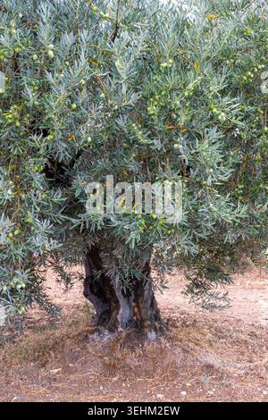 Verdale or Nocellara olives, growing on ancient tree in olive grove in Provence, France Stock Photo