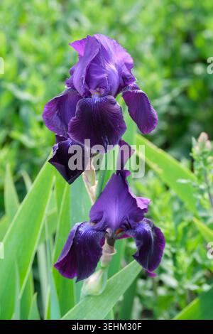 Iris Sable, flowers have deep purple falls and purple standards. Stock Photo